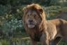 Premières séances : Carton du "Roi Lion" qui écrase la concurrence