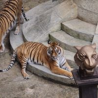 "Fort Boyard" va renoncer progressivement à ses tigres