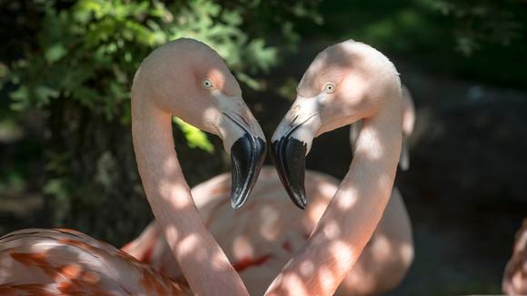 "Une saison au zoo" change d'horaire aujourd'hui sur France 4