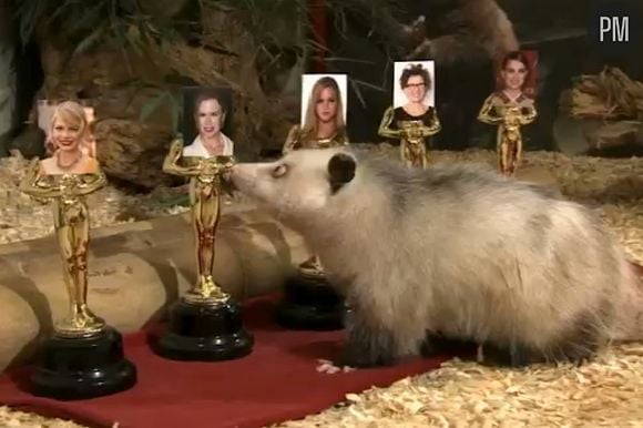 Heidi l'opossum prédit les gagnants aux Oscars