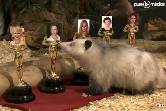 Heidi l'opossum prédit les gagnants aux Oscars