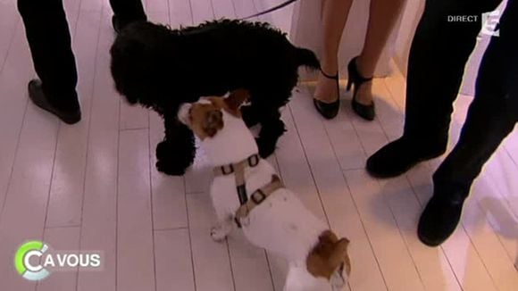 Zapping : Bataille de chiens dans "C a vous" sur France 5