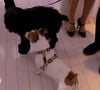 Le chien d'Alessandra Sublet, très énervé dans "Ca  vous" sur France 5.