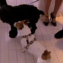 Le chien d'Alessandra Sublet, très énervé dans "Ca  vous" sur France 5.