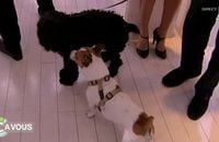 Le chien d'Alessandra Sublet, très énervé dans "Ca  vous" sur France 5.