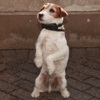 Uggie, le chien de "The Artist", va partir à la retraite !