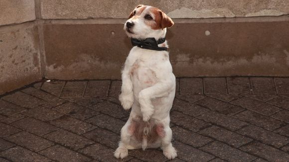 Uggie, le chien de "The Artist", va partir à la retraite !