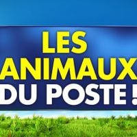 L'équipe de "TPMP" démonte... "Les Animaux du Poste", l'émission de la bande de Cyril Hanouna !