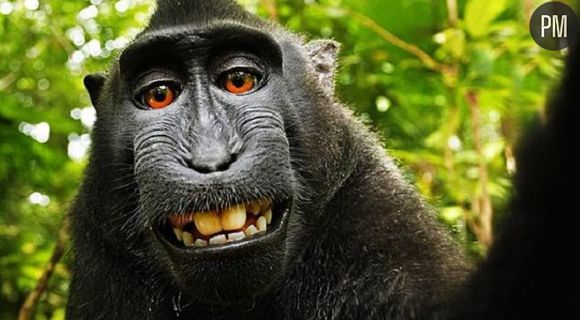 L'objet de la bataille : le fameux selfie de la femelle macaque