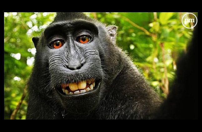 L'objet de la bataille : le fameux selfie de la femelle macaque