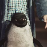 John Lewis : Un pingouin héros de son émouvante pub de Noël