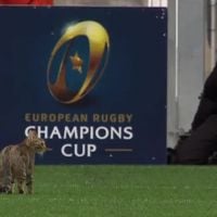 Rugby : Un chat interrompt la demi-finale de la Coupe d'Europe