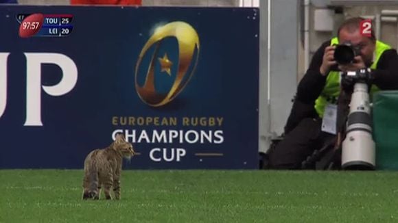 Rugby : Un chat interrompt la demi-finale de la Coupe d'Europe