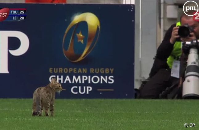 Un chat perturbe le match Toulouse / Leinster