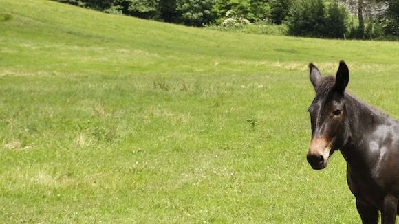 Audiences : "L'Amour est dans le pré" leader en hausse devant "Esprits criminels", France 5 en forme