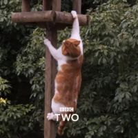 TF1 : Un "Loft Story" pour les chats en préparation