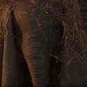 "Dumbo" : Premier teaser du film Disney signé Tim Burton