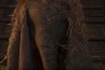 "Dumbo" : Premier teaser du film Disney signé Tim Burton