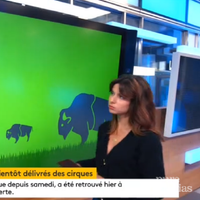 Bien-être animal : Quand franceinfo: confond visons et... bisons