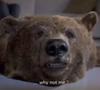 Grand Prix Film craft pour la campagne de "L'Ours" de Canal +, conçue par BETC Paris.