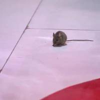 Une souris perturbe "Vivement dimanche"