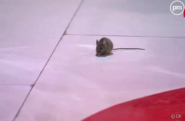 Une souris s'invite dans "Vivement dimanche"