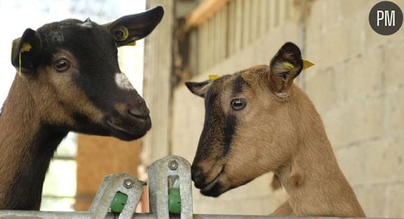 "L'Amour est dans le pré"