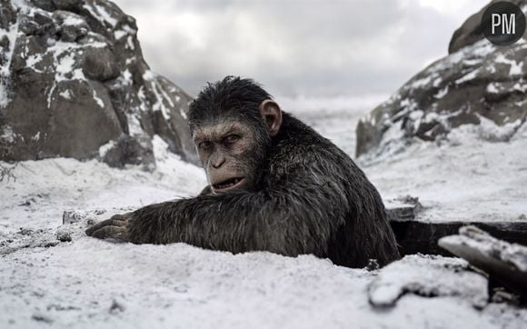 "La Planète des singes : suprématie"