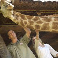 UK : une girafe star meurt frappée par la foudre