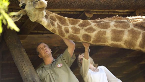 UK : une girafe star meurt frappée par la foudre