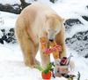 L'ours Knut