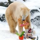 L'ours Knut