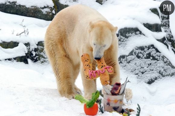 L'ours Knut