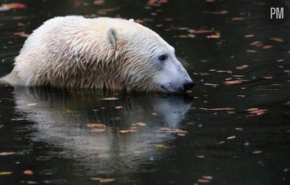 L'ours Knut