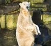 L'ours Knut