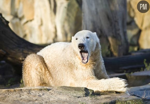 L'ours Knut