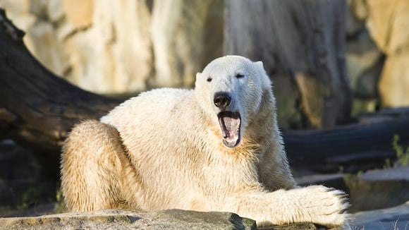 Le médiatique ours Knut est mort