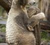 L'ours Knut