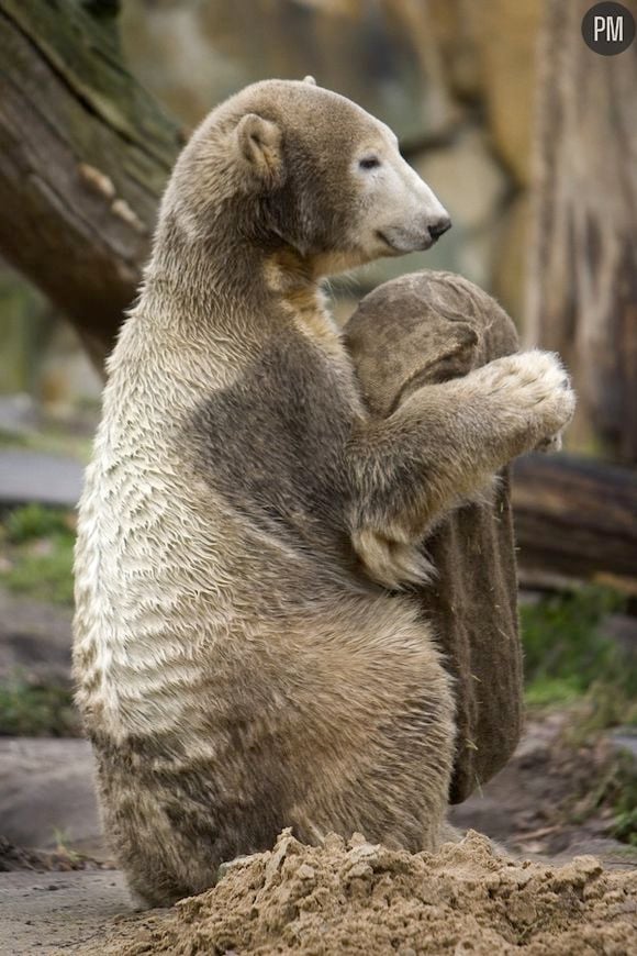 L'ours Knut