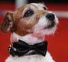 Uggie, le chien de "The Artist" sur le tapis rouge des Golden Globes 2012