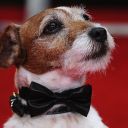 Uggie, le chien de "The Artist" sur le tapis rouge des Golden Globes 2012