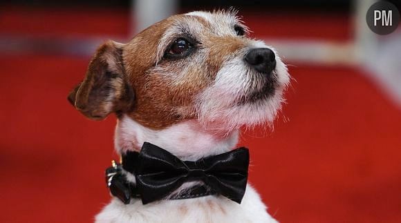 Uggie, le chien de "The Artist" sur le tapis rouge des Golden Globes 2012