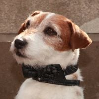 Uggie, le chien de "The Artist", prépare un sketch pour les Oscars