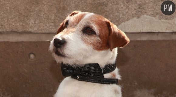 Uggie