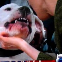 Une animatrice mordue au visage par un chien en direct