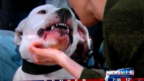 Une animatrice mordue au visage par un chien en direct