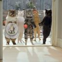 Le gang des chats de Cravendale, première campagne de février 2011.