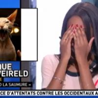 Zapping : "La Matinale" de Canal+ confond Dodo la Saumure avec... un chat !