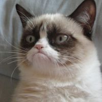 Grumpy Cat va avoir droit à son film au cinéma !