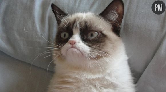 Grumpy Cat va faire l'objet d'un film !